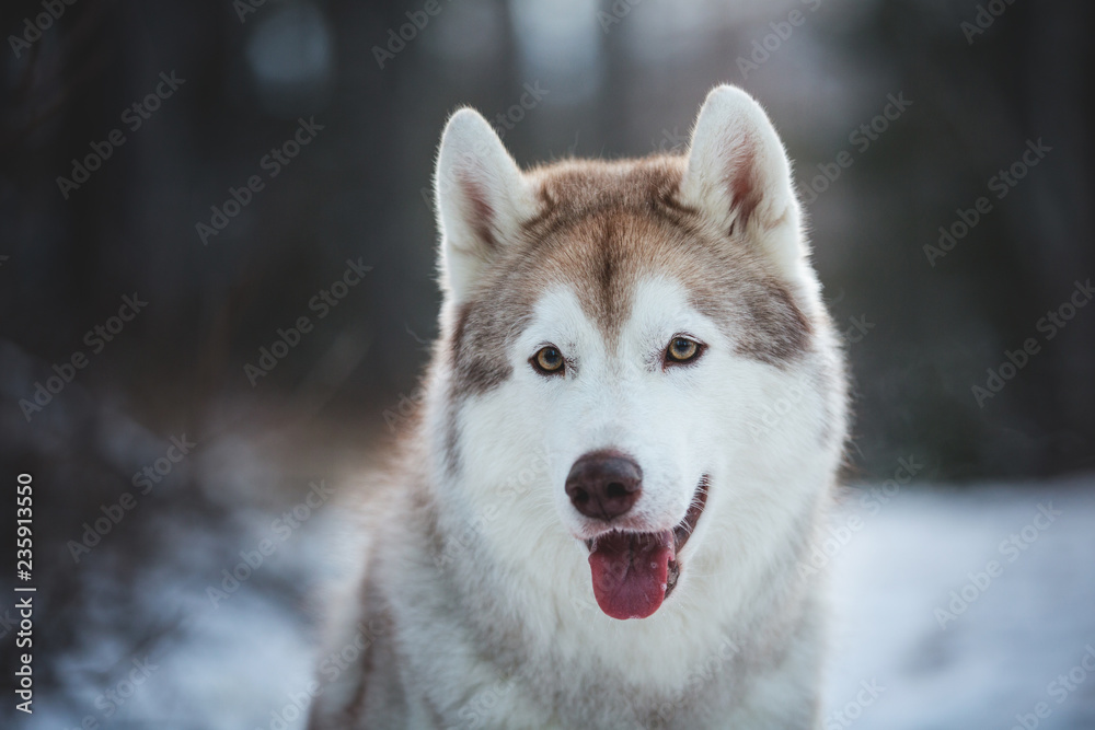 Close-up Portrait of gorgeous, prideful and free Siberian Husky dog lying on the snow path in the dark forest in winter