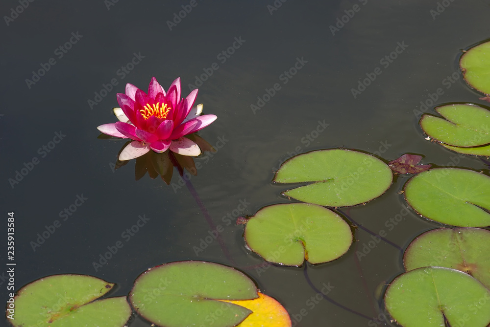 Beautiful pink water lily or lotus blossom on surface of pond Beautiful pink water lily or lotus blossom on surface of pond