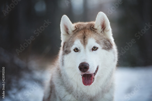 Close-up Portrait of gorgeous  prideful and free Siberian Husky dog lying on the snow path in the dark forest in winter