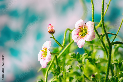 Canvas Print White and pink saxifrage flowers macro closeup.