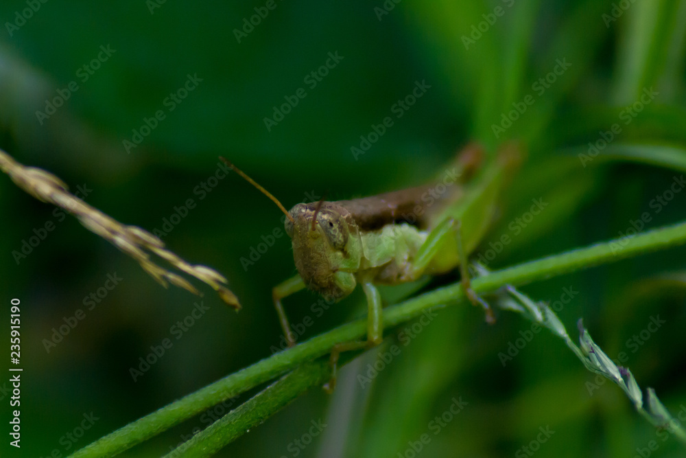 Grasshopper grab on the branches or grass with green background Grasshopper grab on the branches or grass with green background