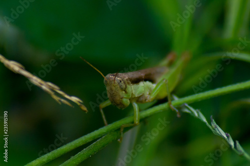 Grasshopper grab on the branches or grass with green background © Parichart