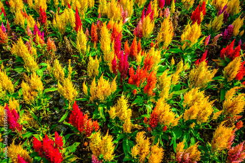 Cockscomb or Celosia argentea Colorful Chainese Wool flower  in the garden.