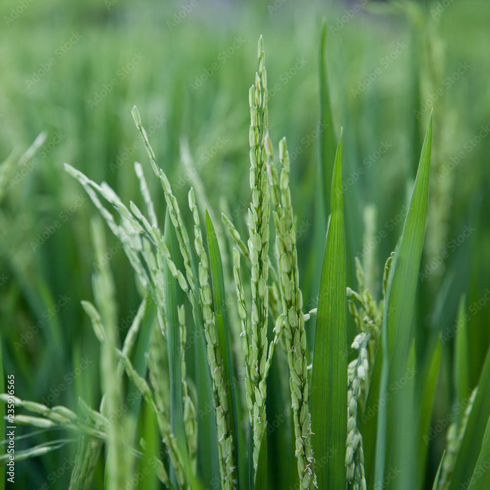 Growing rice close-up. Growing rice close-up.