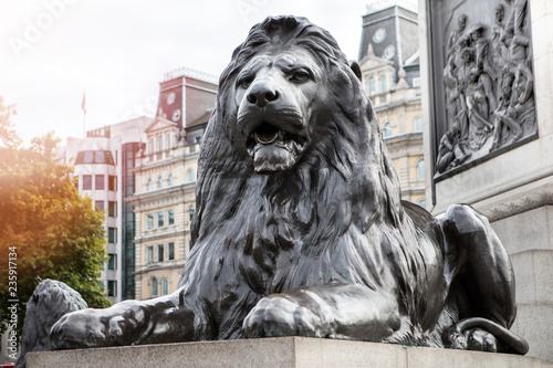 lion at trafalgar square london , united kingdom photo