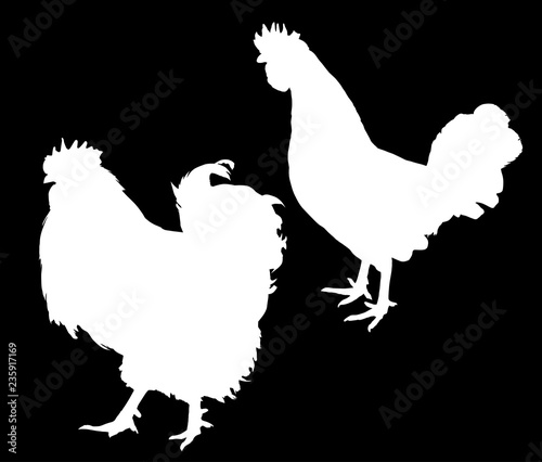 two roosters silhouettes on black