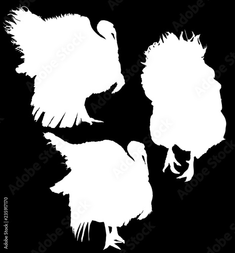 three turkes silhouettes on black