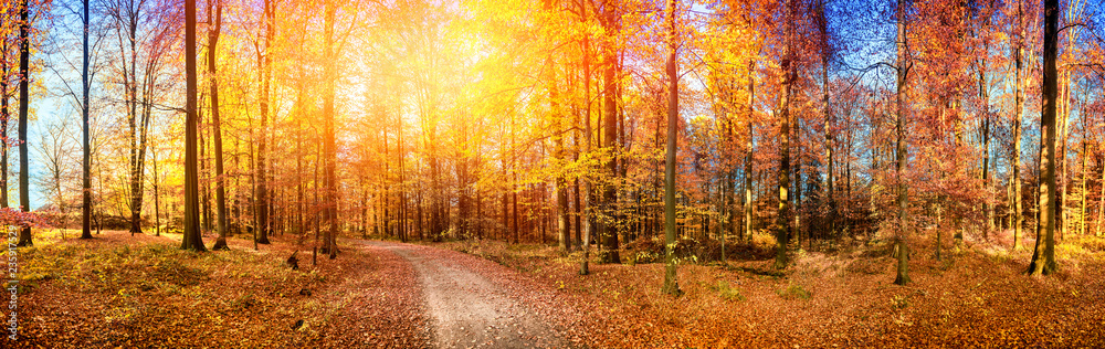 Fototapeta premium Fall landscape with forest road in orange tones