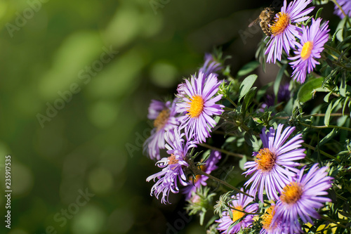 Aster amellus  the European Michaelmas-daisy  is a perennial herbaceous plant of the genus Aster. In the language of flowers  symbolizes a farewell or a departure.