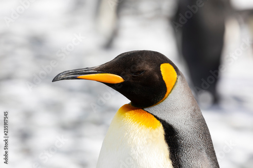 Close-up of a King Penguin in Salisbury Plain on South Georgia in the Antarctic