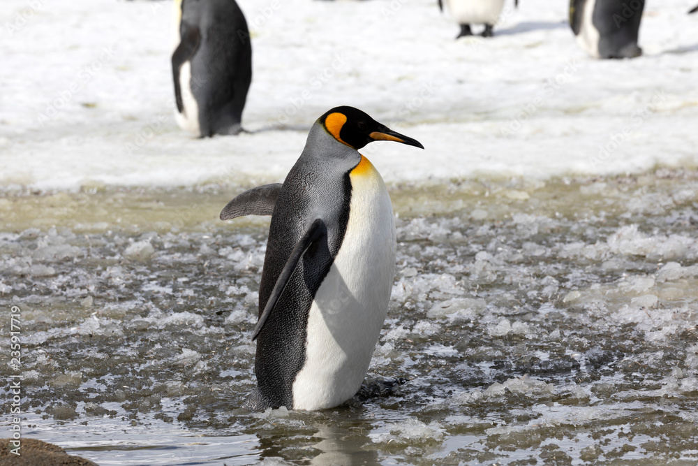 Obraz premium A king penguin stands in slush on Salisbury Plain on South Georgia in Antarctica