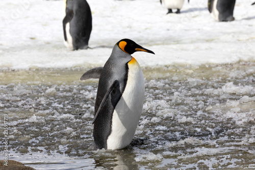 A king penguin stands in slush on Salisbury Plain on South Georgia in Antarctica