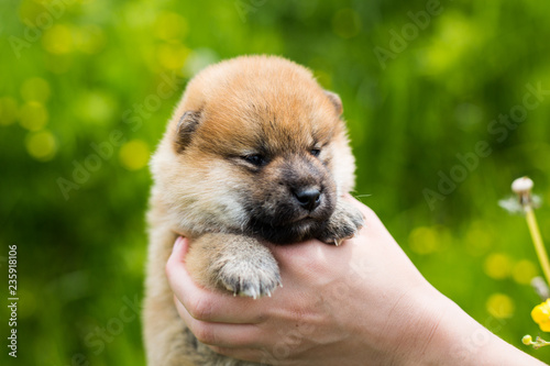 Close-up Portrait of adorable two weeks old shiba inu puppy in the hands of the owner in the buttercup meadow photo