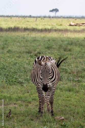 Zebra im Tsavo Ost Nationalpark in Kenia
