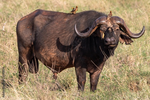 B  ffel im Tsavo Nationalpark in Kenia