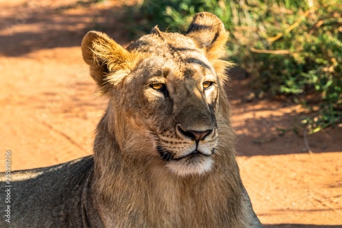 Löwe im Tsavo Nationalpark in Kenia