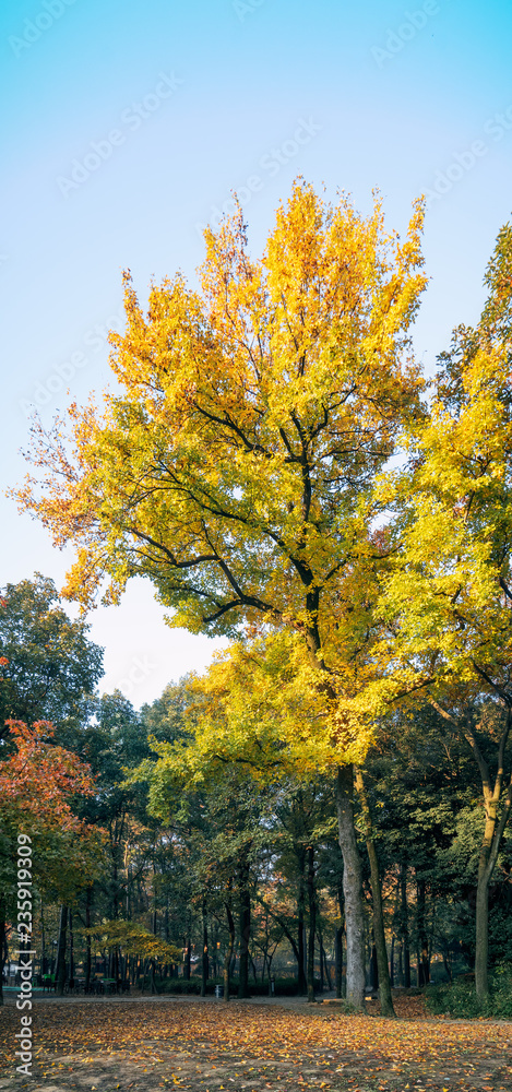 Naklejka premium the autumn in the park of Suzhou, China