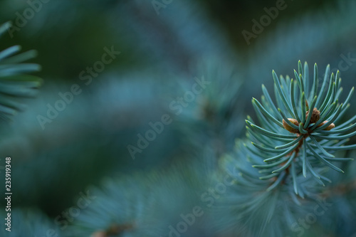 blue spruce growing in the park