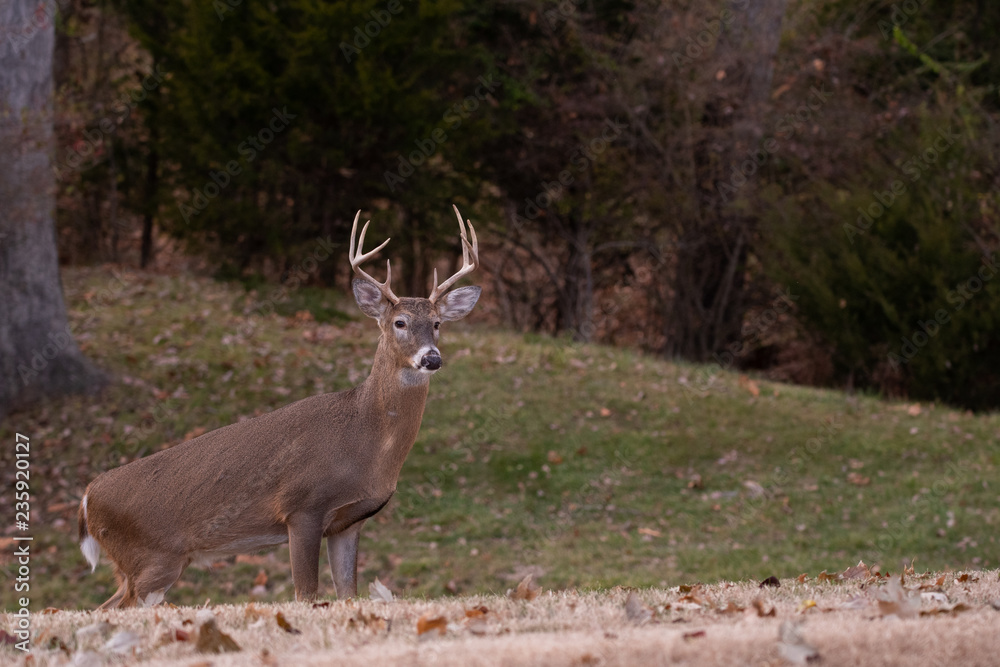 white-tailed deer buck walking through a meadow white-tailed deer buck walking through a meadow