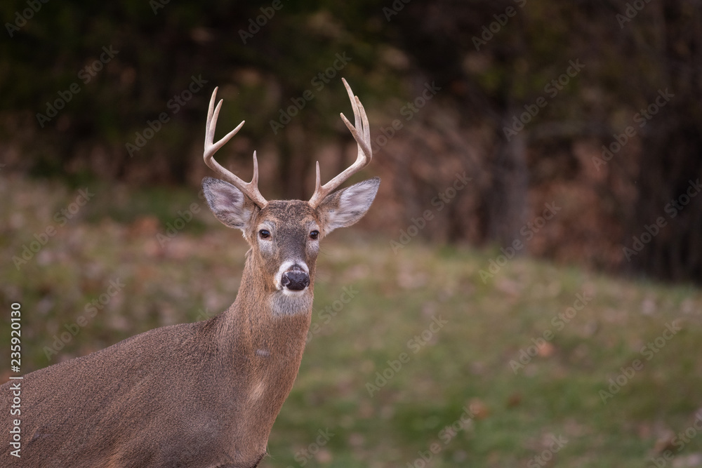 white-tailed deer buck walking through a meadow