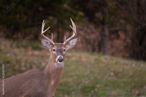 white-tailed deer buck walking through a meadow