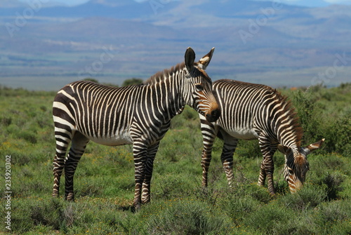 Two Mountain Zebras standing in a field.