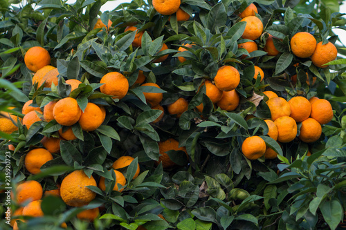 Fresh oranges on the tree in Algarve, Portugal
