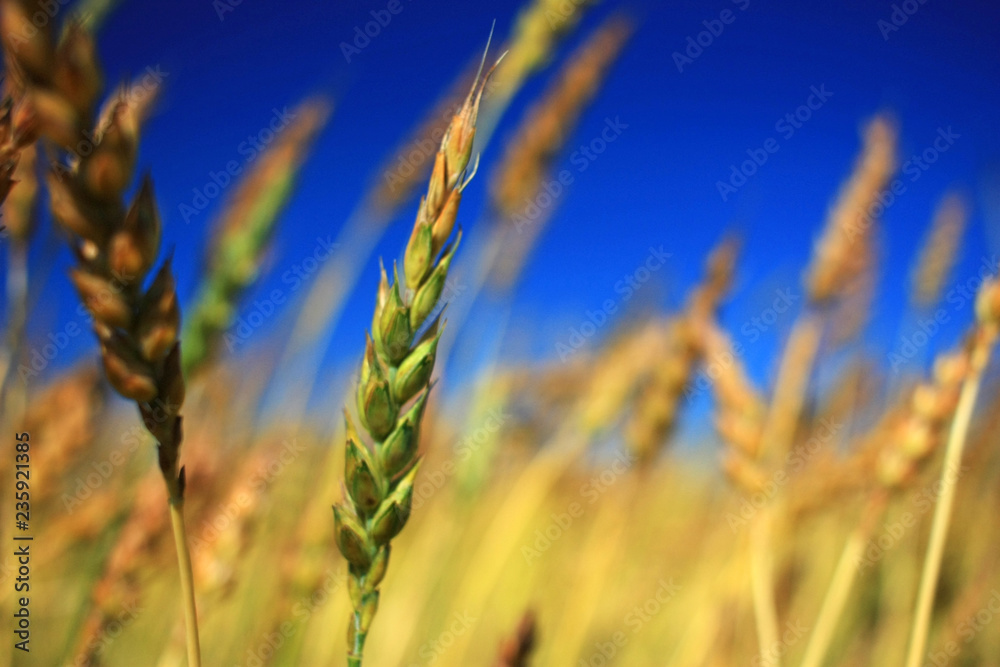 Obraz premium Ripe Ears in a Field