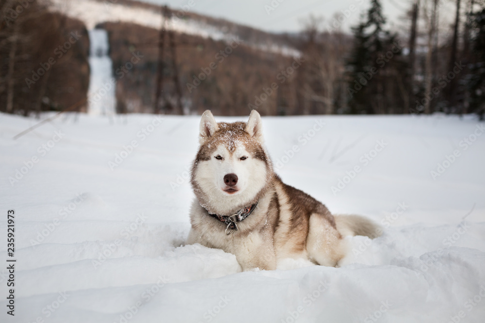Portrait of free and wise Husky lying is on the snow in winter forest at sunset on forest and slope background Portrait of free and wise Husky lying is on the snow in winter forest at sunset on forest and slope background