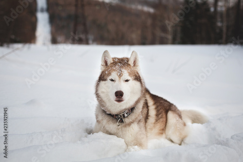 Portrait of free and wise Husky lying is on the snow in winter forest at sunset on forest and slope background © Anastasiia