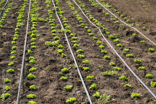 lettuce on drip irrigation
