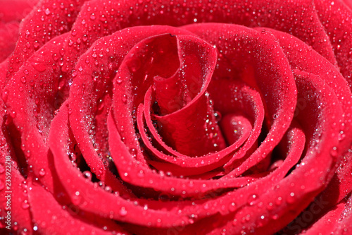 Roses in drops of dew