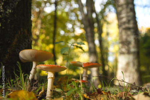 Amanita muscaria or fly agaric musrooms family flowing wild in a woodland dirt  photo