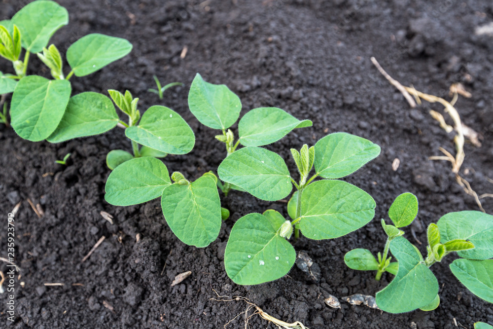 Fresh green soy plants on the field in spring Fresh green soy plants on the field in spring