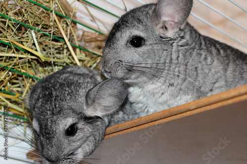 two fluffy gray chinchillas sitting in a cage