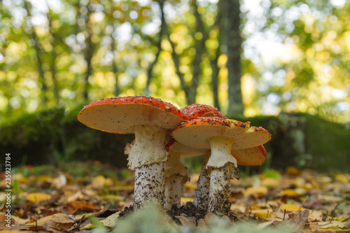 Amanita muscaria or fly agaring mushrooms growing wild in the dirt in autumn