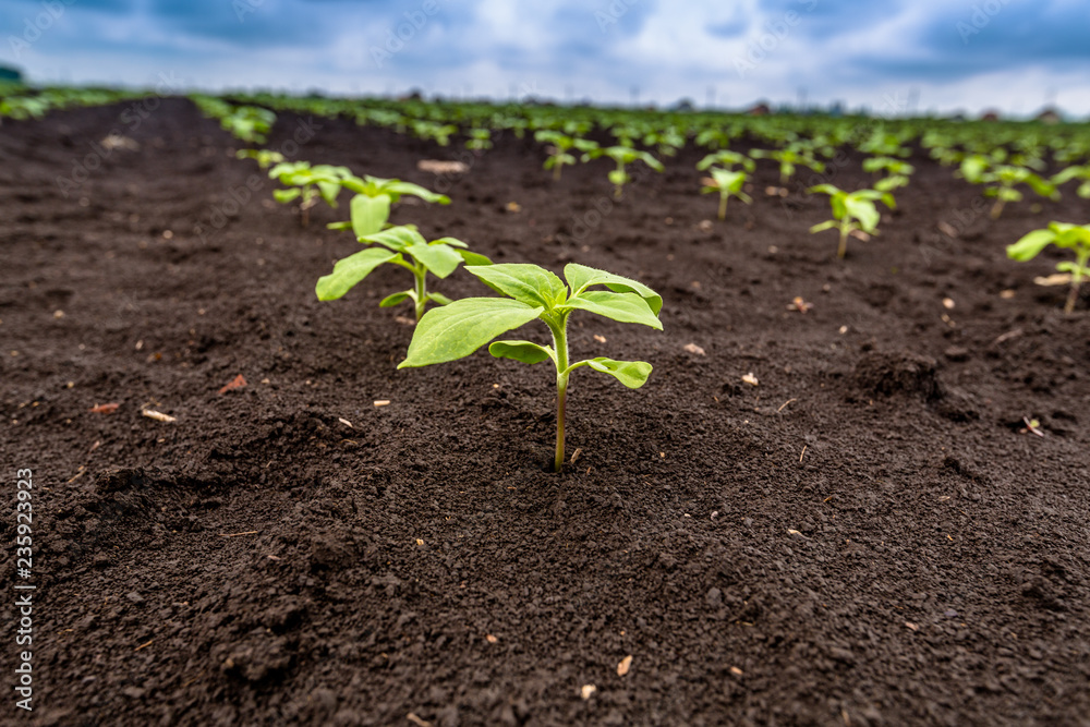 A close-up of a sprout of sunflower sprouts lit by the afternoon sun on fertile black soil. Concept agro culture. A close-up of a sprout of sunflower sprouts lit by the afternoon sun on fertile black soil. Concept agro culture.
