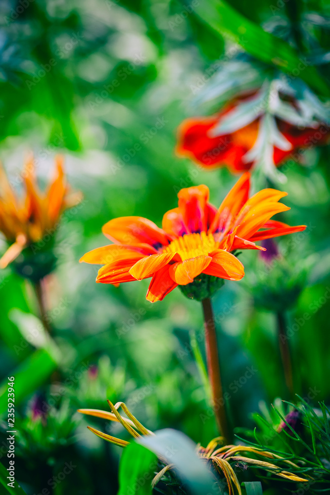 Fototapeta premium Beautiful garden flowers. Natural light.