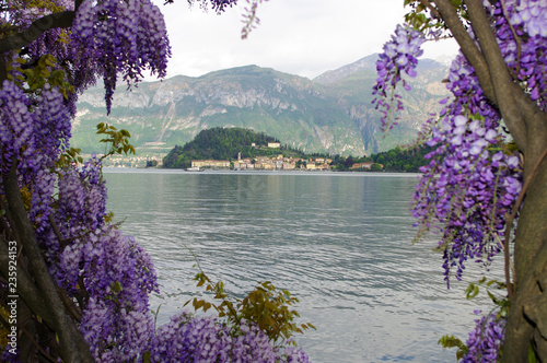 Bellagio framed by wisteria, Lake Como (Lago di Como), Italy