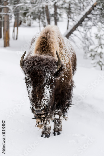 Bison (Bison bison) commonly called American Buffalo surviving the brutal winter in Yellowstone National Park, WY, USA.