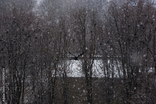 Fototapeta Naklejka Na Ścianę i Meble -  Winter landscape - snow storm, snow covered trees and black birds