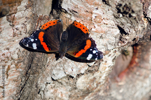 Butterfly on tree. Beautiful black butterfly with orange spots on its wings sits on the trunk of a birch tree. Blurred photo background. photo