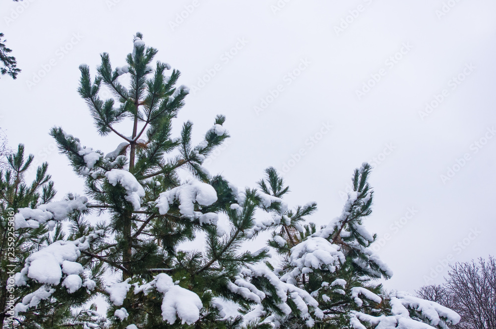 Green fluffy fir tree in the snow