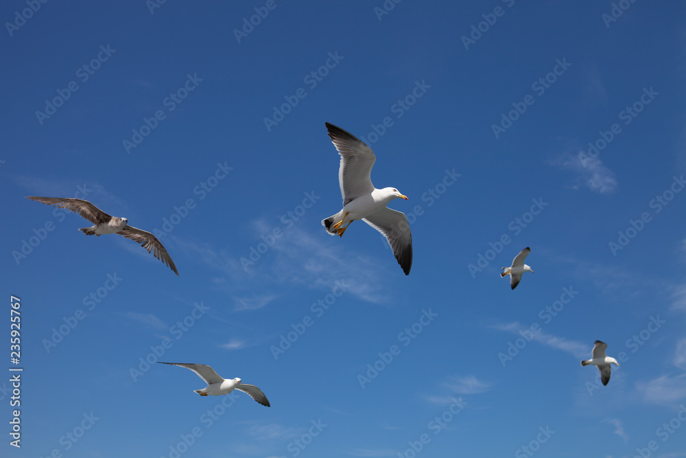 seagull2 seagull2