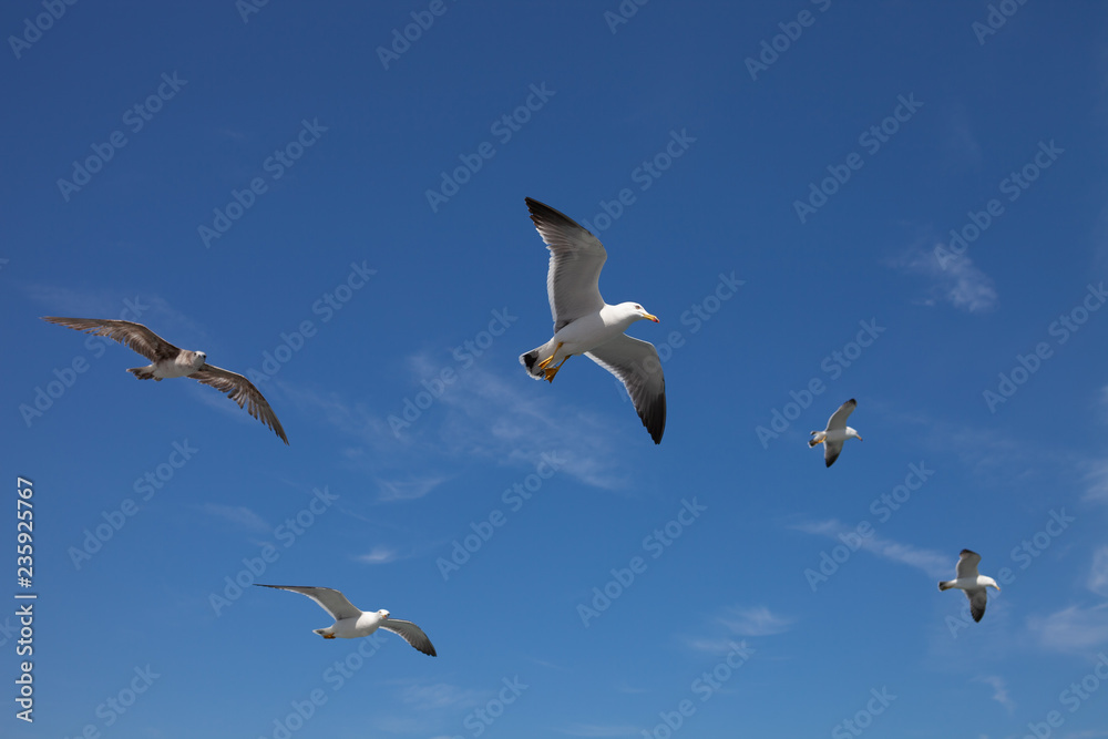 seagull2