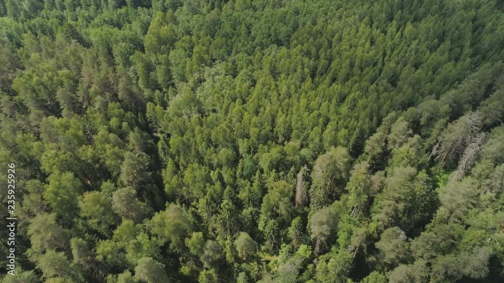 Aerial view green forest, treetops, forest area. Pine, spruce forest from above. Flight over mixed forest on a sunny summer day Aerial view green forest, treetops, forest area. Pine, spruce forest from above. Flight over mixed forest on a sunny summer day