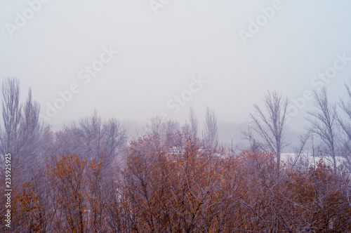 Winter landscape - snow storm, snow covered trees and black birds