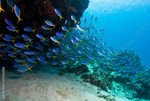 School of fish on reef