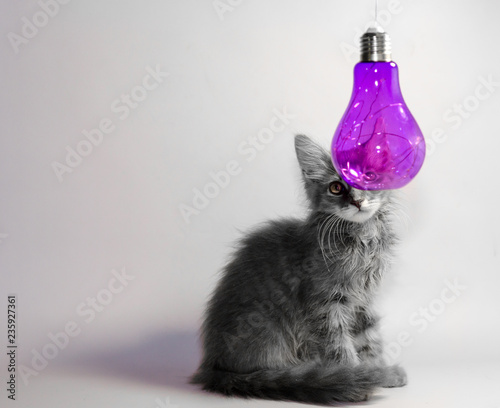 gray kitten peeps out from behind a transparent purple decorative lamp photo