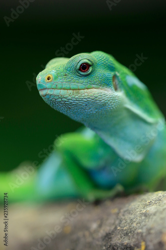 Kurzkammleguan (Brachylophus fasciatus)  photo